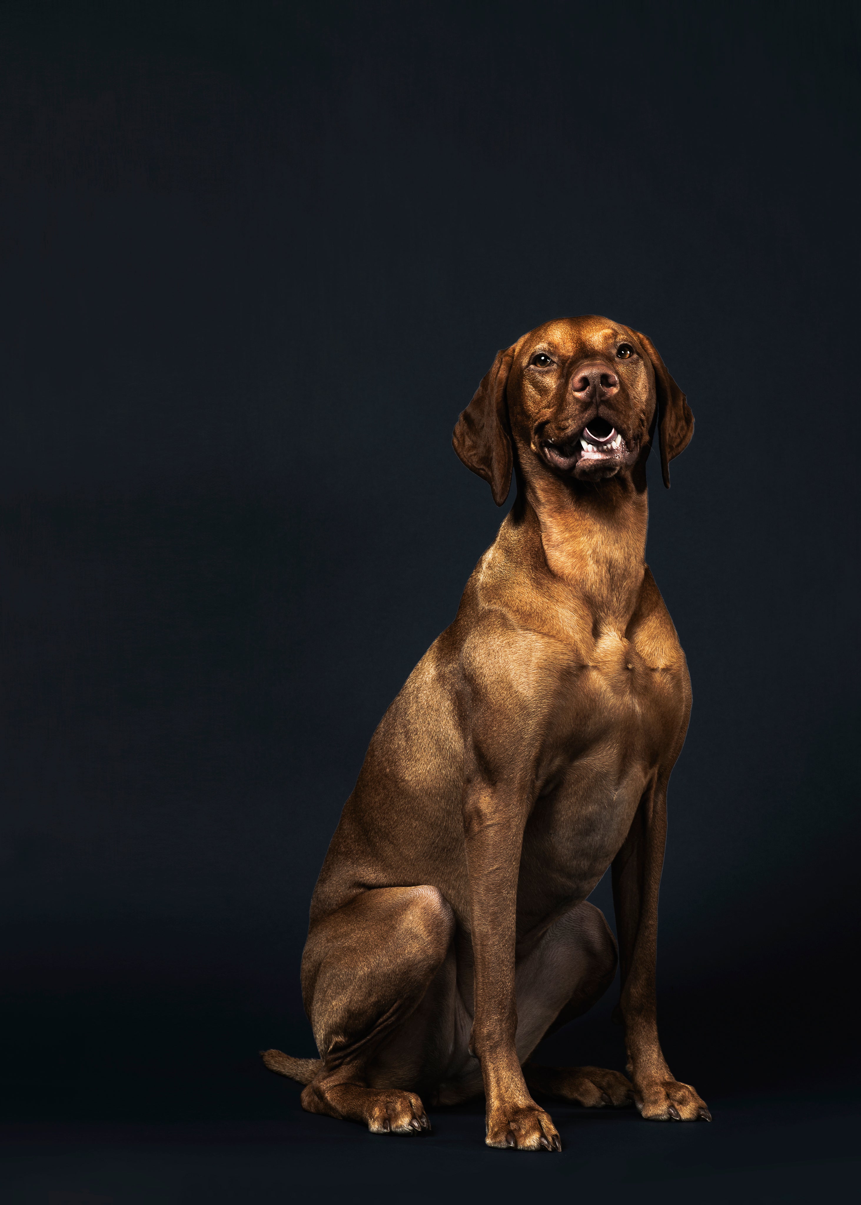 files/a-grinning-bronze-coloured-dog.jpg