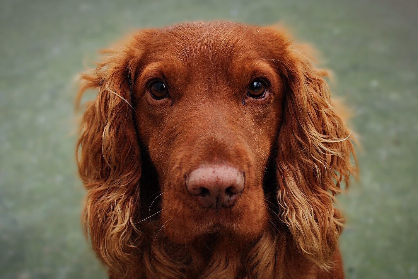 files/irish-setter-dog-close-up.jpg